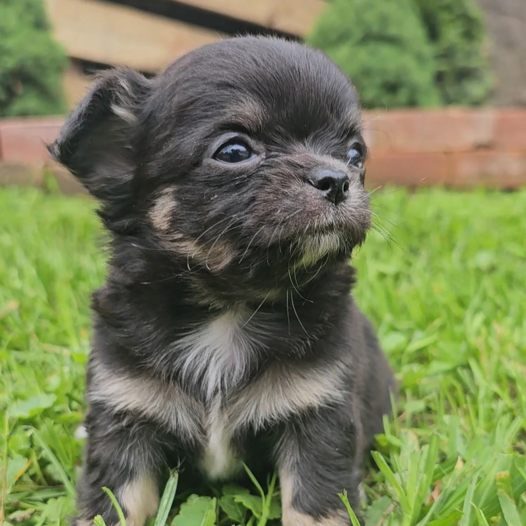 Tiny Chi Babies